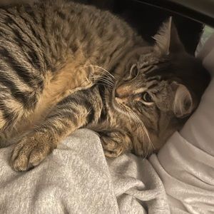 Meet your Posher, Sofia